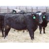 Image 2 : Durango Livestock - 575# Weaned Steers - 100 Head (Fort Macleod, AB)