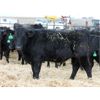 Image 3 : Durango Livestock - 575# Weaned Steers - 100 Head (Fort Macleod, AB)