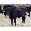 Image 4 : Durango Livestock - 575# Weaned Steers - 100 Head (Fort Macleod, AB)