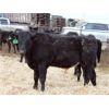 Image 5 : Durango Livestock - 575# Weaned Steers - 100 Head (Fort Macleod, AB)