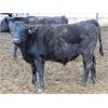 Image 6 : Durango Livestock - 575# Weaned Steers - 100 Head (Fort Macleod, AB)