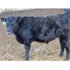 Image 7 : Durango Livestock - 575# Weaned Steers - 100 Head (Fort Macleod, AB)