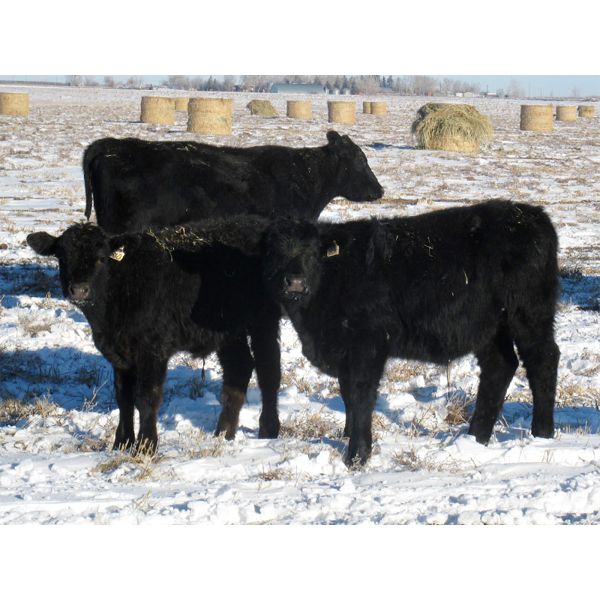 Coal Creek Ranching - 535# Steer Calves - 90 Head (Brooks, AB)