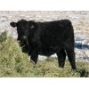 Image 2 : Coal Creek Ranching - 535# Steer Calves - 90 Head (Brooks, AB)