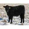 Image 3 : Coal Creek Ranching - 535# Steer Calves - 90 Head (Brooks, AB)