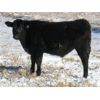Image 4 : Coal Creek Ranching - 535# Steer Calves - 90 Head (Brooks, AB)