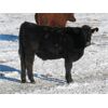 Image 5 : Coal Creek Ranching - 535# Steer Calves - 90 Head (Brooks, AB)