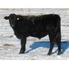 Image 6 : Coal Creek Ranching - 535# Steer Calves - 90 Head (Brooks, AB)