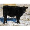 Image 7 : Coal Creek Ranching - 535# Steer Calves - 90 Head (Brooks, AB)