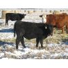 Image 8 : Coal Creek Ranching - 535# Steer Calves - 90 Head (Brooks, AB)