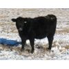 Image 9 : Coal Creek Ranching - 535# Steer Calves - 90 Head (Brooks, AB)