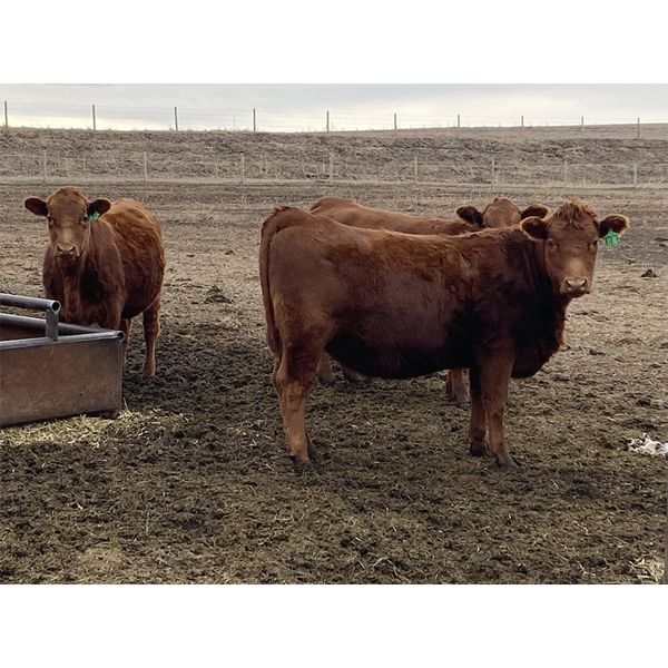 Travis Thiessen - 15 Red Bred Heifers (Rockyford, AB)