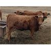 Image 6 : Travis Thiessen - 15 Red Bred Heifers (Rockyford, AB)