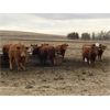 Image 7 : Travis Thiessen - 15 Red Bred Heifers (Rockyford, AB)