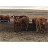 Image 3 : Travis Thiessen - 14 Red Bred Heifers (Rockyford, AB)