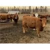 Image 5 : Travis Thiessen - 14 Red Bred Heifers (Rockyford, AB)