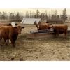 Image 7 : Travis Thiessen - 14 Red Bred Heifers (Rockyford, AB)