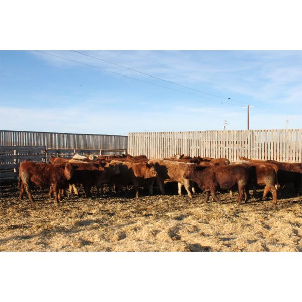 Milford Farming Co. - 940# Weaned Steers - 30 Head (Picture Butte, AB)