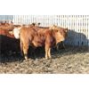 Image 3 : Milford Farming Co. - 940# Weaned Steers - 30 Head (Picture Butte, AB)
