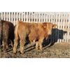 Image 4 : Milford Farming Co. - 940# Weaned Steers - 30 Head (Picture Butte, AB)