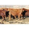 Image 7 : Milford Farming Co. - 940# Weaned Steers - 30 Head (Picture Butte, AB)