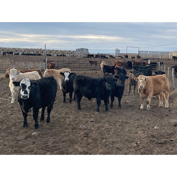 Hines Ranching Customer Cattle - 940# Yearling Steers - 185 Head (Marwayne, AB)