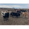 Image 1 : Hines Ranching Customer Cattle - 940# Yearling Steers - 185 Head (Marwayne, AB)