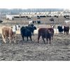 Image 3 : Hines Ranching Customer Cattle - 940# Yearling Steers - 185 Head (Marwayne, AB)