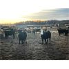 Image 4 : Hines Ranching Customer Cattle - 940# Yearling Steers - 185 Head (Marwayne, AB)