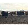 Image 5 : Hines Ranching Customer Cattle - 940# Yearling Steers - 185 Head (Marwayne, AB)