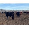 Image 6 : Hines Ranching Customer Cattle - 940# Yearling Steers - 185 Head (Marwayne, AB)