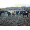 Image 7 : Hines Ranching Customer Cattle - 940# Yearling Steers - 185 Head (Marwayne, AB)