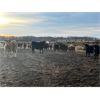 Image 8 : Hines Ranching Customer Cattle - 940# Yearling Steers - 185 Head (Marwayne, AB)