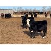 Image 10 : Hines Ranching Customer Cattle - 880# Yearling Heifers - 155 Head (Marwayne, AB)
