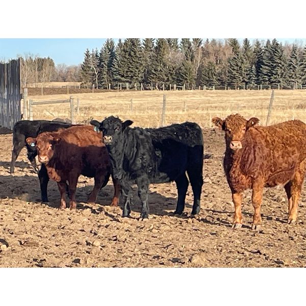 Hines Ranching Customer Cattle - 880# Yearling Heifers - 155 Head (Marwayne, AB)