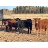 Image 1 : Hines Ranching Customer Cattle - 880# Yearling Heifers - 155 Head (Marwayne, AB)