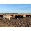 Image 3 : Hines Ranching Customer Cattle - 880# Yearling Heifers - 155 Head (Marwayne, AB)