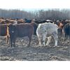 Image 4 : Hines Ranching Customer Cattle - 880# Yearling Heifers - 155 Head (Marwayne, AB)