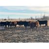 Image 5 : Hines Ranching Customer Cattle - 880# Yearling Heifers - 155 Head (Marwayne, AB)