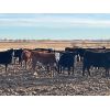 Image 7 : Hines Ranching Customer Cattle - 880# Yearling Heifers - 155 Head (Marwayne, AB)