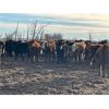 Image 8 : Hines Ranching Customer Cattle - 880# Yearling Heifers - 155 Head (Marwayne, AB)