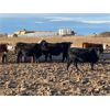 Image 9 : Hines Ranching Customer Cattle - 880# Yearling Heifers - 155 Head (Marwayne, AB)