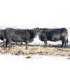 Image 3 : Morison Ranching Inc. - 42 Black Angus X Bred Cows (Stoughton, SK)
