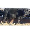 Image 4 : Morison Ranching Inc. - 42 Black Angus X Bred Cows (Stoughton, SK)