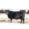 Image 5 : Morison Ranching Inc. - 42 Black Angus X Bred Cows (Stoughton, SK)
