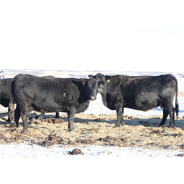 Morison Ranching Inc. - 42 Black Angus X Bred Cows (Stoughton, SK)