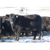 Image 5 : Morison Ranching Inc. - 42 Black Angus X Bred Cows (Stoughton, SK)