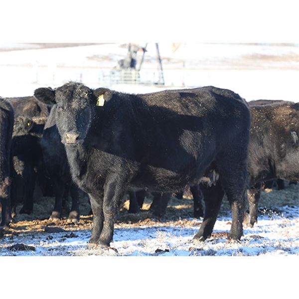 Morison Ranching Inc. - 42 Black Angus X Bred Cows (Stoughton, SK)