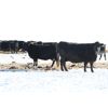 Image 5 : Morison Ranching Inc. - 42 Black Angus X Bred Cows (Stoughton, SK)