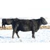 Image 6 : Morison Ranching Inc. - 42 Black Angus X Bred Cows (Stoughton, SK)